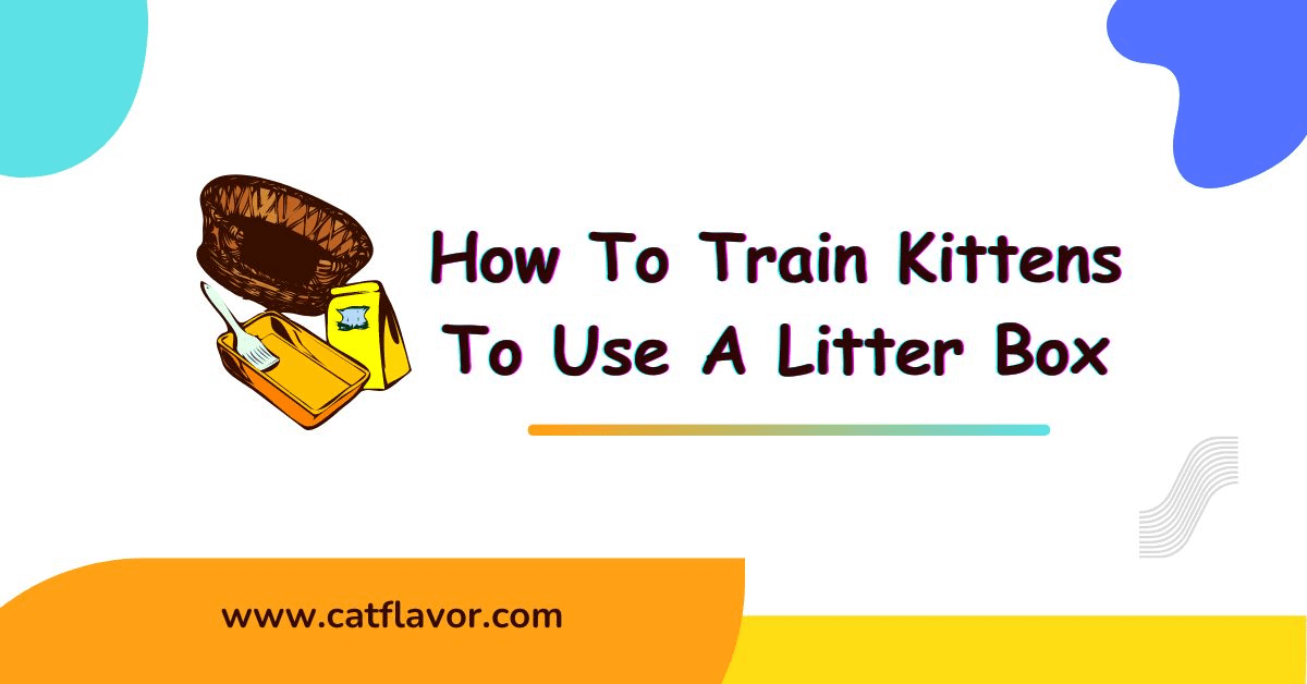 Best Litter For Diabetic Cats