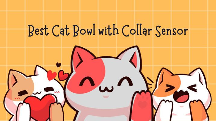 best Cat Bowl with Collar Sensor