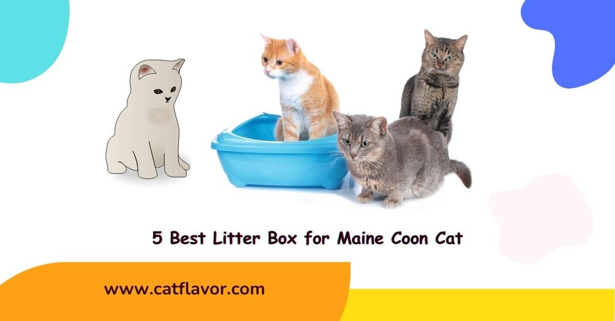 Best Litter Box for Maine Coon Cat