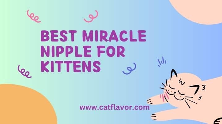 Best Miracle Nipple For Kittens