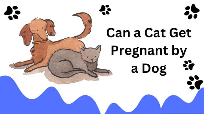 Can a Cat Get Pregnant by a Dog