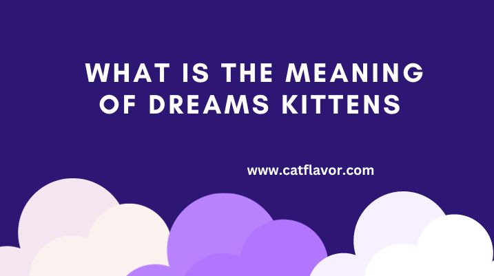 Meaning of Dreams Kittens