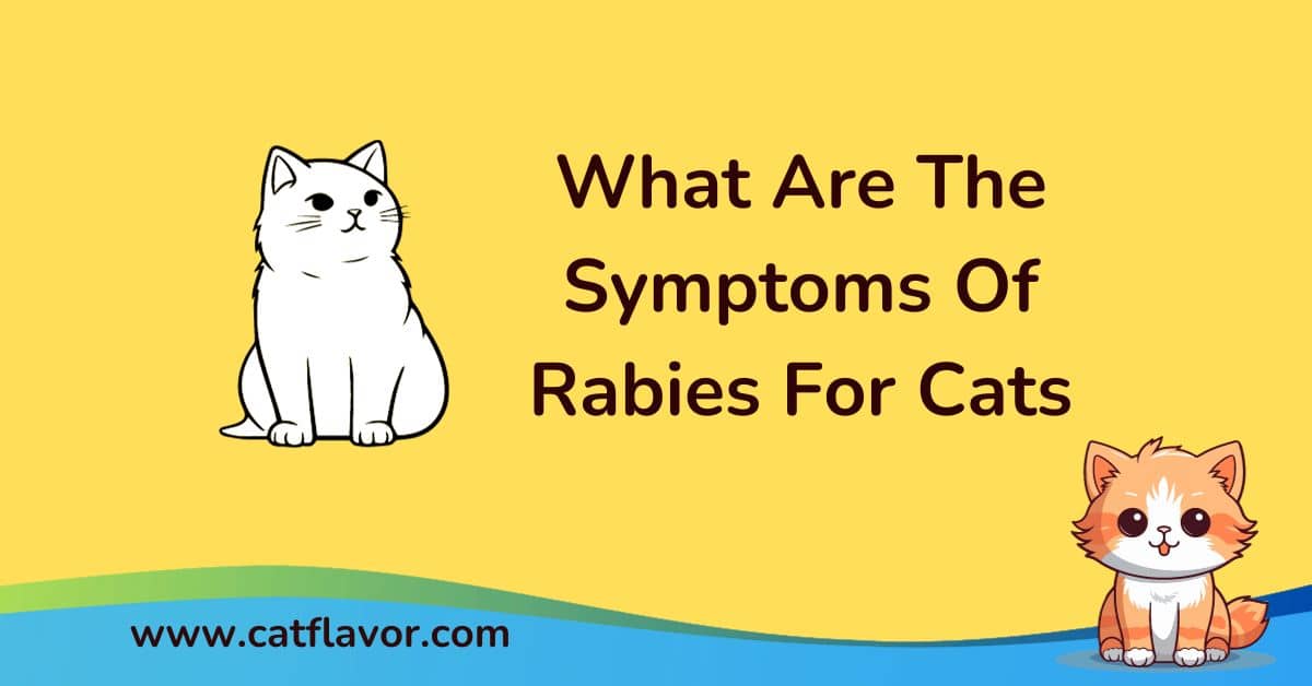 Symptoms Of Rabies For Cats