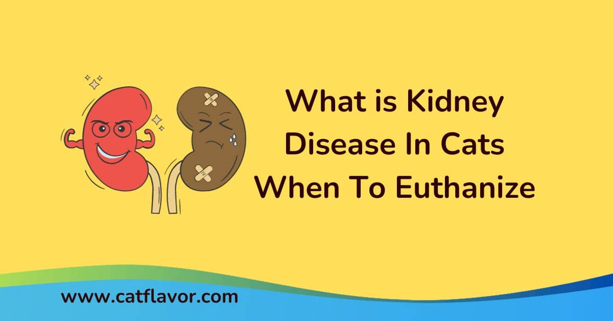 What is Kidney Disease In Cats When To Euthanize