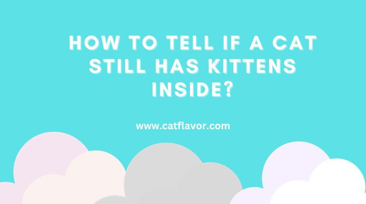 How To Tell If A Cat Still Has Kittens Inside