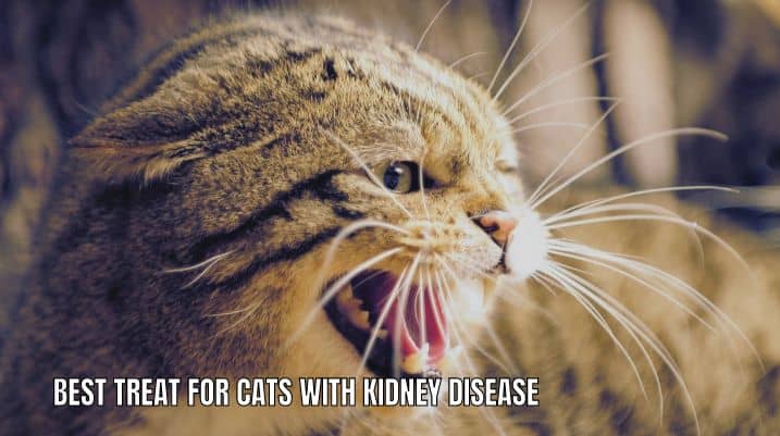 The Best Treat For Cats With Kidney Disease