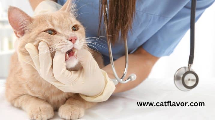 cat teeth extraction