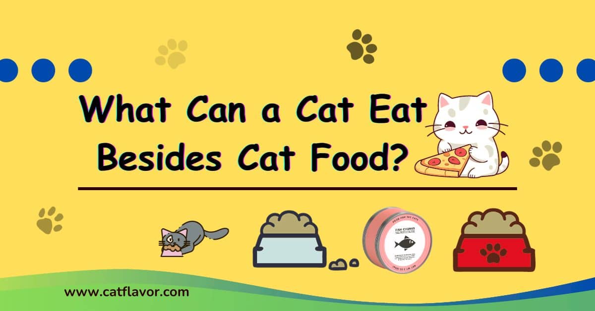 What Can a Cat Eat Besides Cat Food