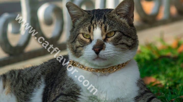 Gold Cat Collar