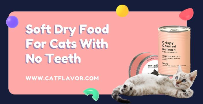 soft dry food for cats with no teeth