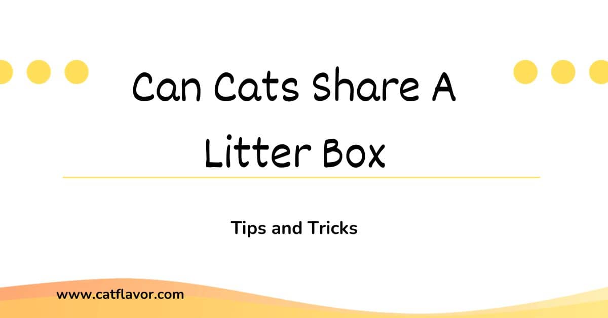 Can Cats Share A Litter Box
