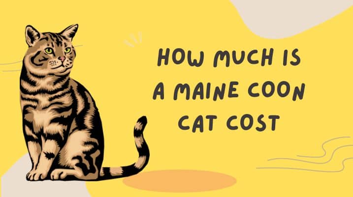 How Much Is a Maine Coon Cat Cost