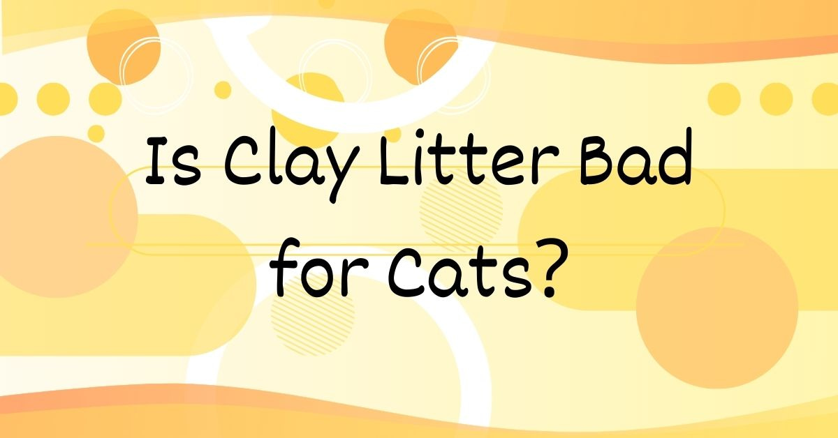 Is Clay Litter Bad for Cats