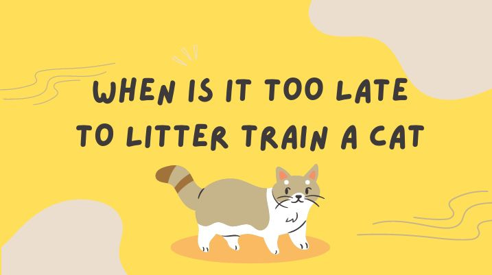 When Is It Too Late To Litter Train a Cat