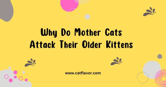 Why Do Mother Cats Attack Their Older Kittens