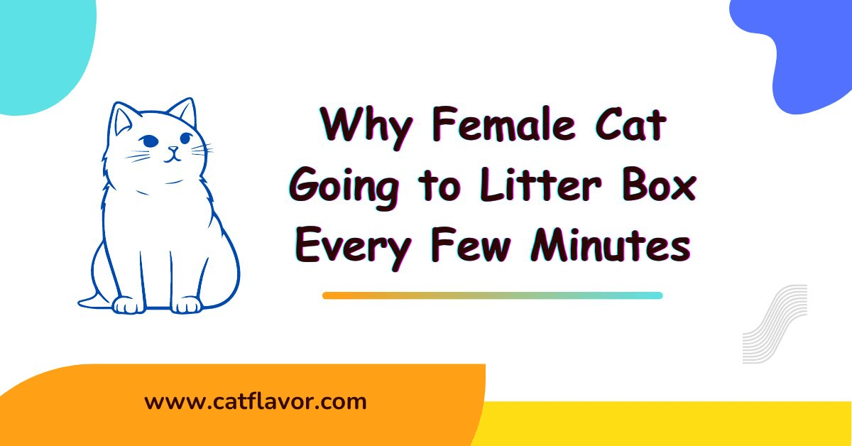 Why Female Cat Going to Litter Box Every Few Minutes