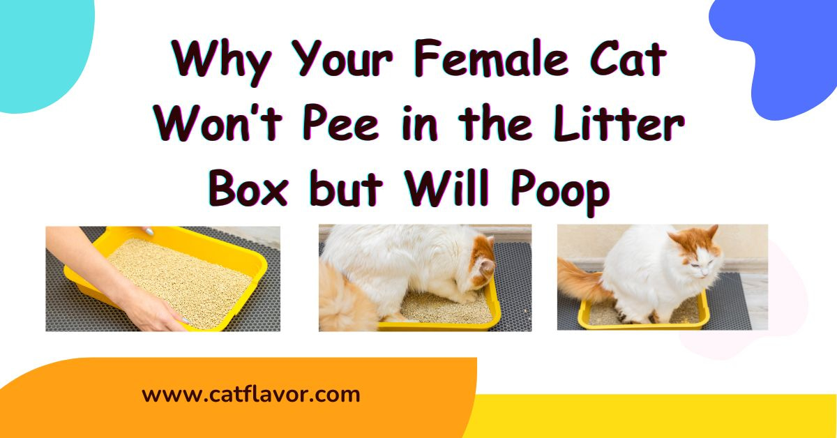 Why Your Female Cat Won’t Pee in the Litter Box but Will Poop