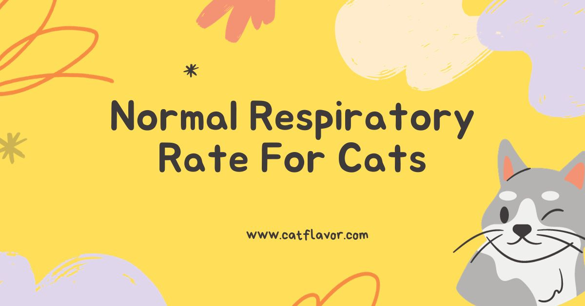 Normal Respiratory Rate For Cats 