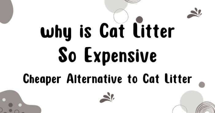 why is Cat Litter So Expensive