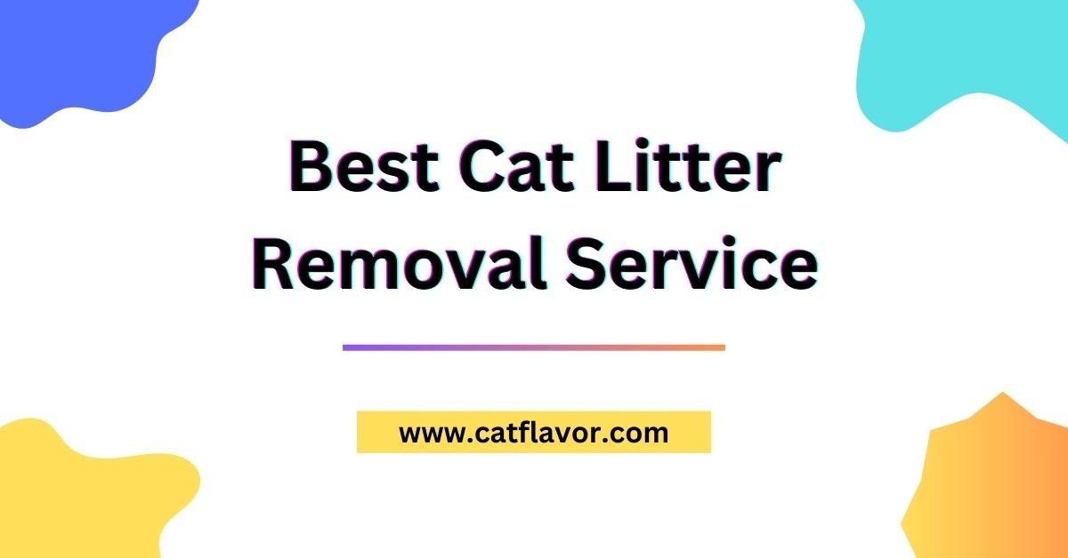 Best Cat Litter Removal Service