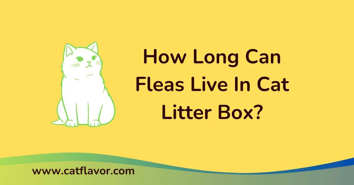 can fleas live in cat litter box