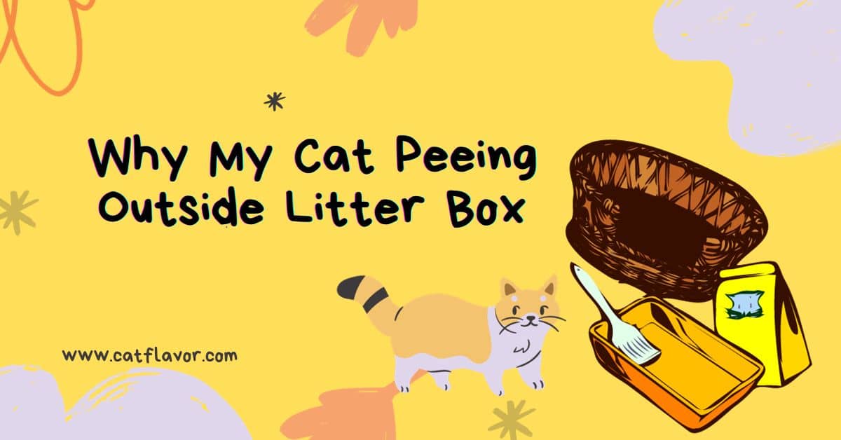 Why My Cat Peeing Outside Litter Box - Cat Flavor